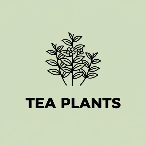 Quality Plants Used For Tea Cultivation